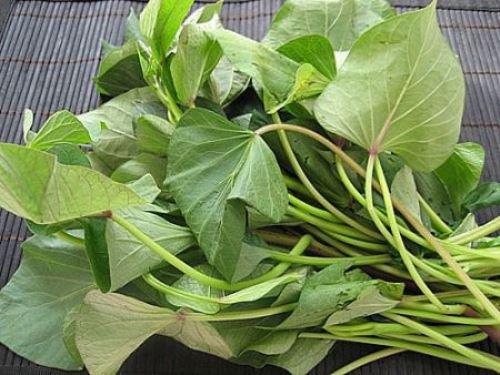 lưu ý những điều sau để tránh mắc bệnh cho sức khỏe khi dùng rau lang